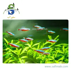 ماهی تترا نئون