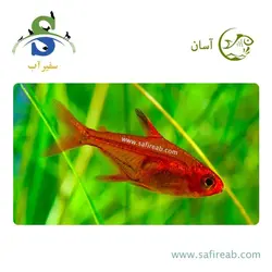 ماهی تترا امبر