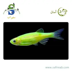 ماهی زبرا سبز