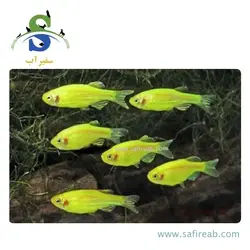 ماهی زبرا سبز
