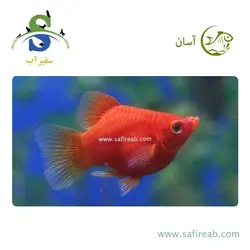 ماهی پلاتی بالن خونی