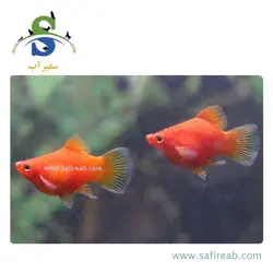 ماهی پلاتی بالن خونی