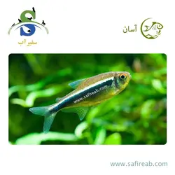 ماهی تترا نئون مشکی