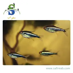 ماهی تترا نئون مشکی