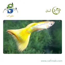 ماهی گوپی یلو گلدن