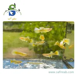 ماهی گوپی یلو گلدن