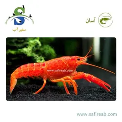 لابستر قرمز