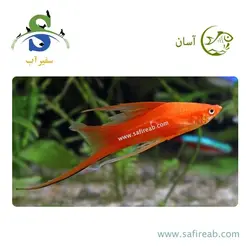 ماهی سواردتیل (دم شمشیری) قرمز