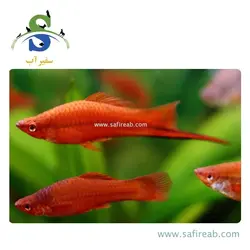 ماهی سواردتیل (دم شمشیری) قرمز