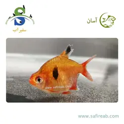 ماهی تترا جواهر بالن