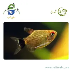 ماهی تترا چشم چراغی بالن