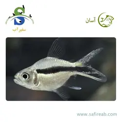 ماهی تترا پنگوئن بالن