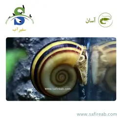 حلزون کلمبیا