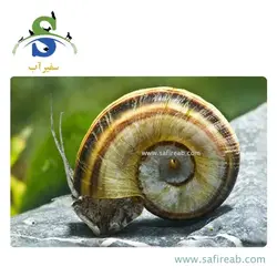 حلزون کلمبیا