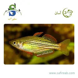 ماهی رمبو ماکولی