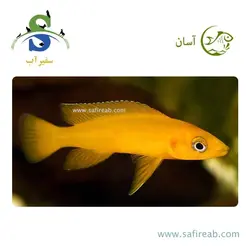 ماهی سیچلاید لیمویی (للئوپی)