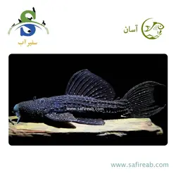 ماهی کت فیش L97