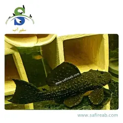 ماهی کت فیش L97