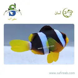 ماهی دلقک کلارکی هندی