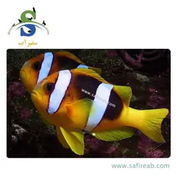 ماهی دلقک کلارکی هندی