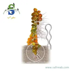 گیره نگهدارنده ریشه پرو اسکیپ جی بی ال