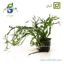 میکروسوریوم ویندلو توئیست