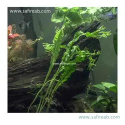 میکروسوریوم ویندلو توئیست