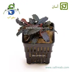 بوسفلاندرا بلیندای کوچک