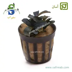 بوسفلاندرا کداکینگ روند