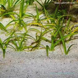 بستر شن سانسی بار ریور جی بی ال