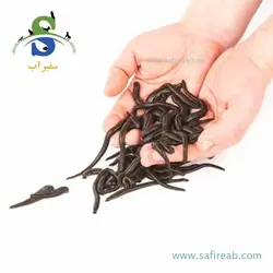 فروش زالو عمده و خرده (درمانی، متوسط، آرایشی)