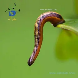 فروش زالو عمده و خرده (درمانی، متوسط، آرایشی)
