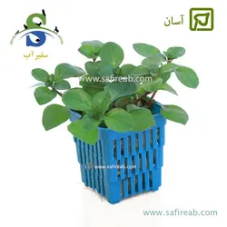 لودویجیا اوالیس