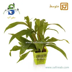 بیدی گلدانی