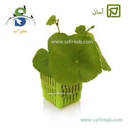نیلوفری