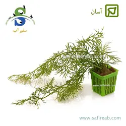 سراتوپتریس سیلیکیوزا