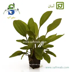 اچینودوروس فنسی توئیست سایز بزرگ