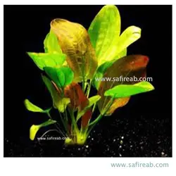 اچینودوروس فنسی توئیست سایز بزرگ