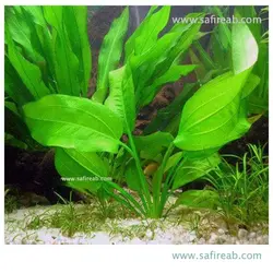 اچینودوروس هوریزونتالیس سایز بزرگ