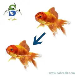 داروی آبزیان مجیک گارد پروتکت نیچر ۵ گرمی