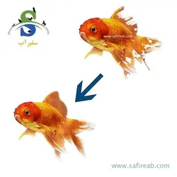 داروی آبزیان مجیک گارد پروتکت نیچر ۵ گرمی
