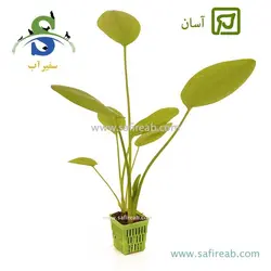 اچینودوروس کوردیفولیوس سایز متوسط