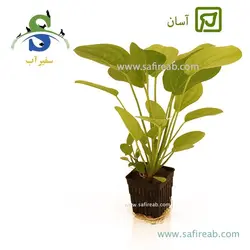 اچینودوروس هوریزونتالیس سایز متوسط
