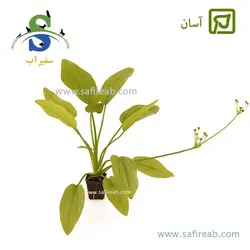 اچینودوروس رادیکان کوردیفولیوس