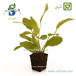 اچینودوروس اوزلوت گرین (سبز)