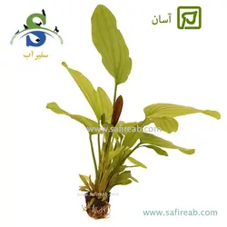 اچینودوروس رز