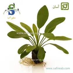 اچینودوروس اوروگوانسیس