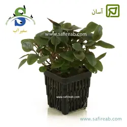 لوبلیا کاردینالیس (پامچال)