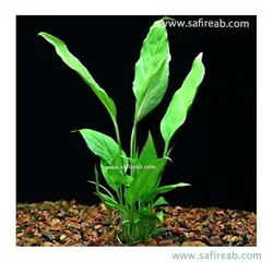 اسپاتی فیلوم والیسی