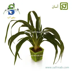 کلروفیتوم بیچتی گرین